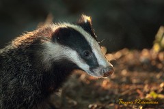 Blaireaux contre jour